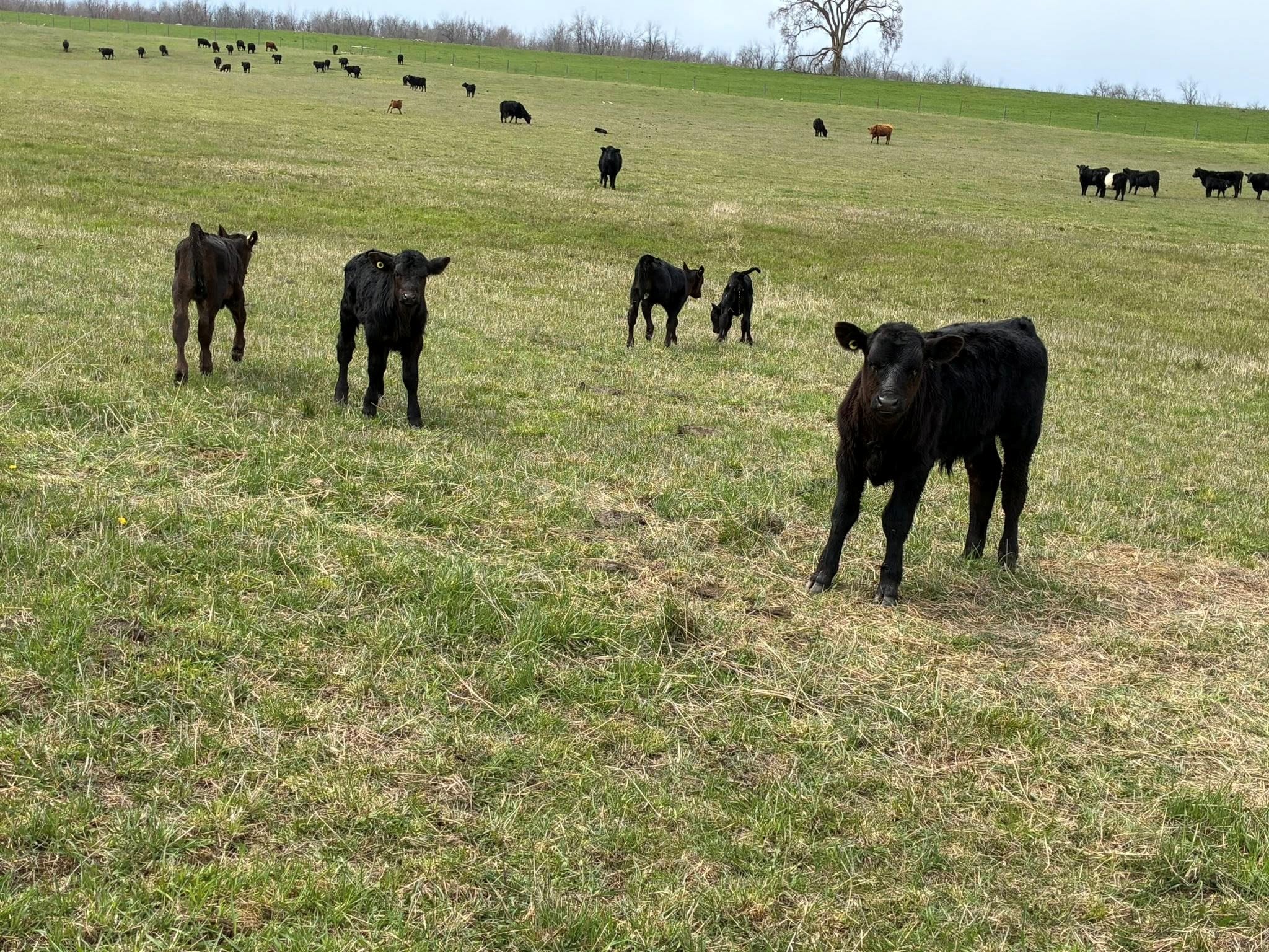11 - The Canada Times Black cows grazing on a grassy hillside, with several calves in the foreground and a distant tree line under a cloudy sky